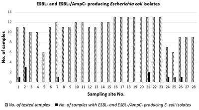 Occurrence and temporal distribution of extended-spectrum β-lactamase-producing Escherichia coli in clams from the Central Adriatic, Italy